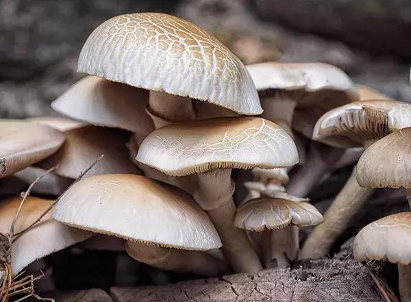 农业农村创业新政策,农民如何在农业上创业