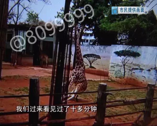 长颈鹿受伤倒地不起,长颈鹿海荣