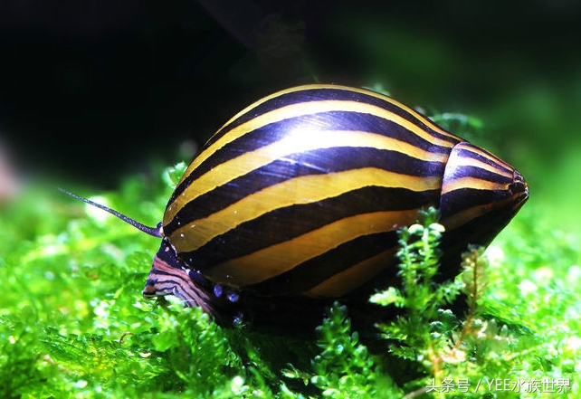 草缸除藻最好的螺,草缸内的螺