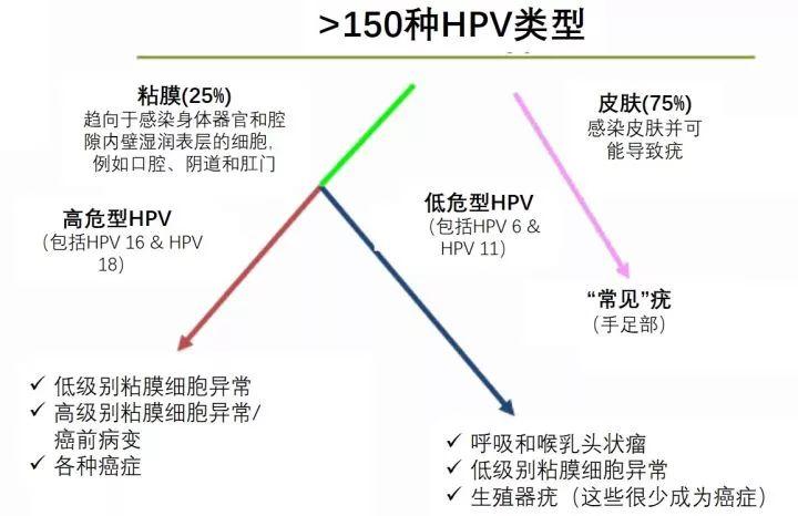 协和皮肤科专家：80%的HPV感染就像感冒，可自愈