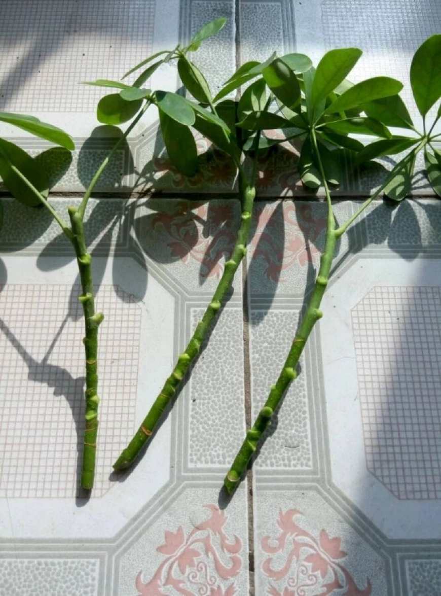 水培鸭掌木枝条，10多天没生根，可能是你忽略了这几点！