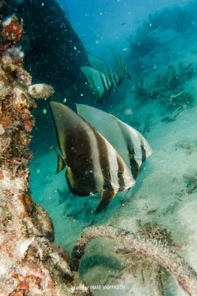 囧途：涛岛OW+AOW（高氧）考证之旅