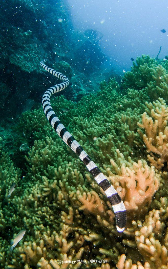 囧途：涛岛OW+AOW（高氧）考证之旅