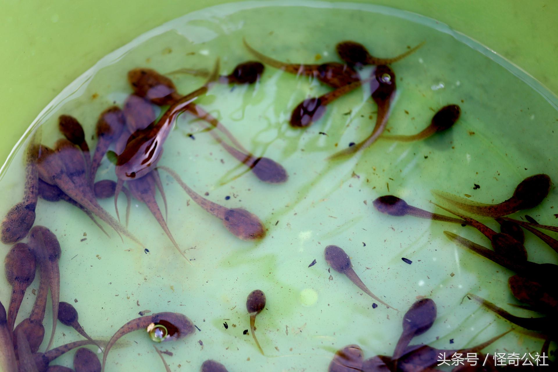 宜昌雾渡河石蛙养殖,石蛙养殖技术附近石蛙养殖基地