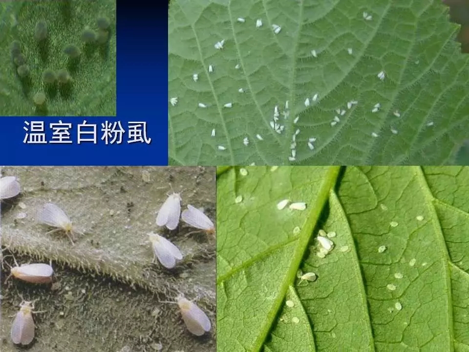 重庆室内常见害虫,储粮害虫常见图片