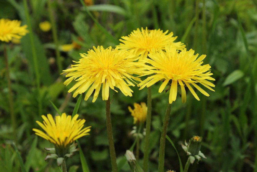 婆婆丁是蒲公英的别名,婆婆丁的学名是蒲公英吗