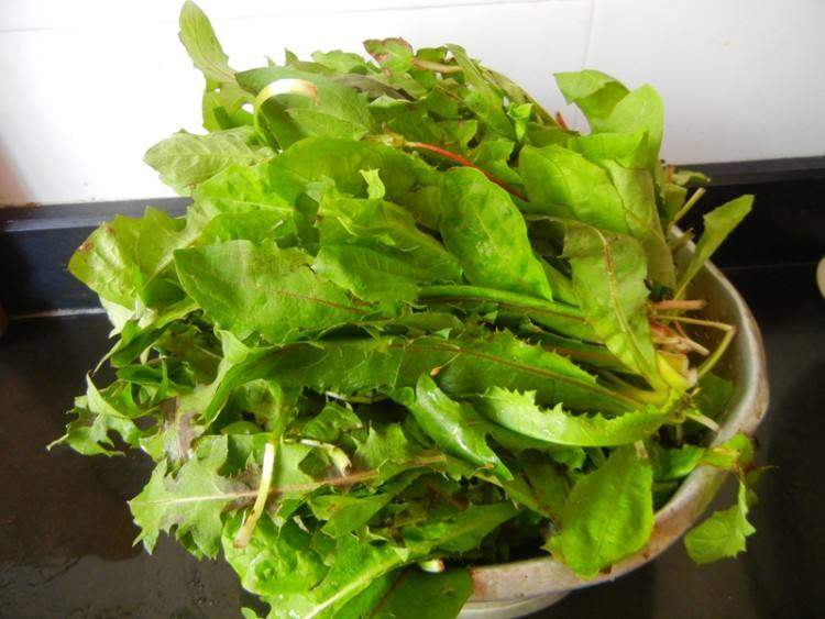 婆婆丁是蒲公英的别名,婆婆丁的学名是蒲公英吗