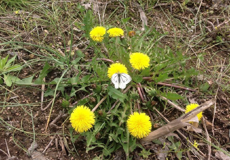 婆婆丁是蒲公英的别名,婆婆丁的学名是蒲公英吗