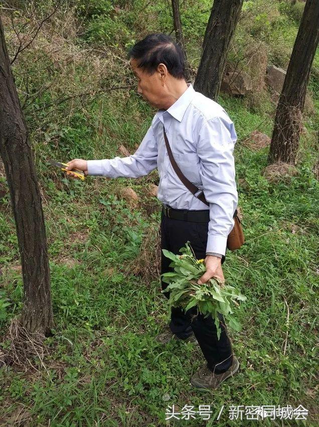 新密市九里山风景区摘槐花,新密超化九里山槐花林