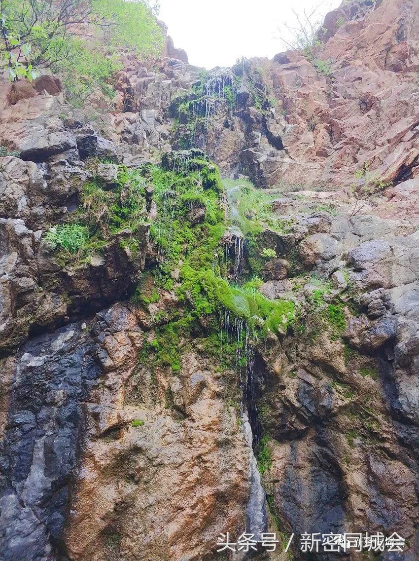 新密市九里山风景区摘槐花,新密超化九里山槐花林