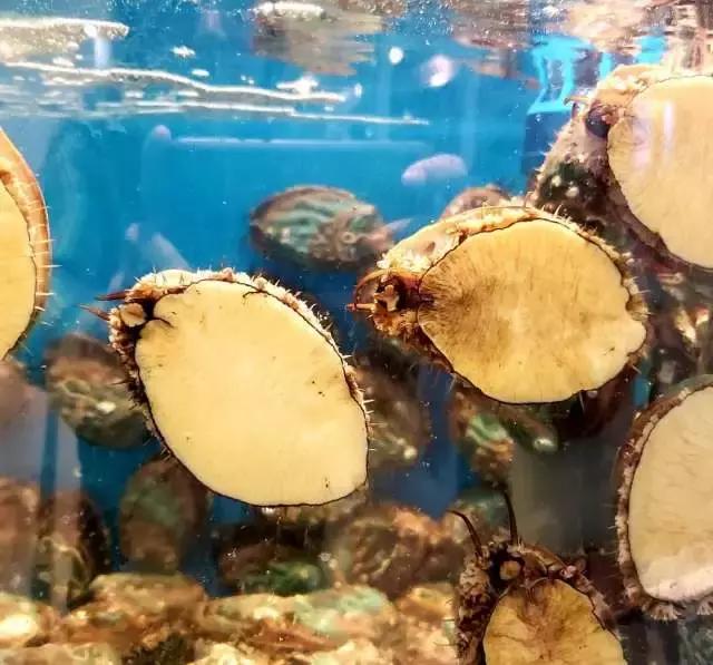 你与美食之间只有一堵墙的距离,你与海鲜的距离只差一个早市