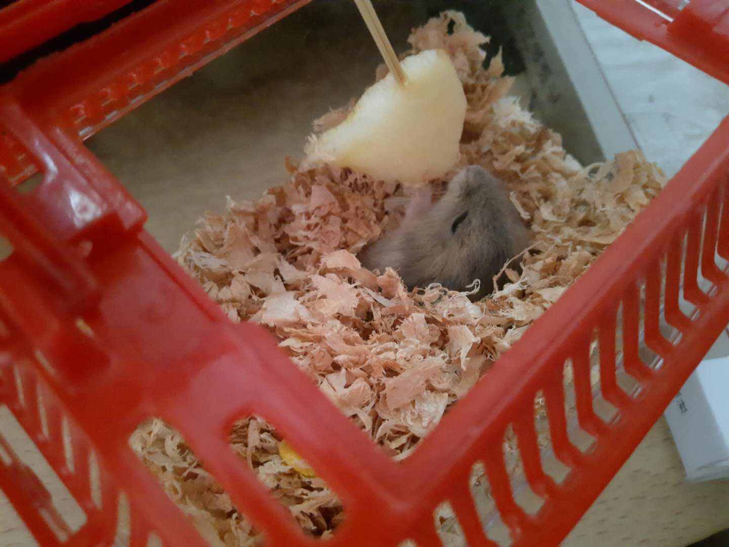 家里多新成员,毛绒绒小动物仓鼠