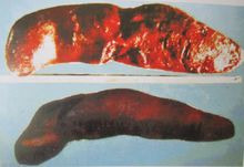 猪丹毒图片,认识猪病