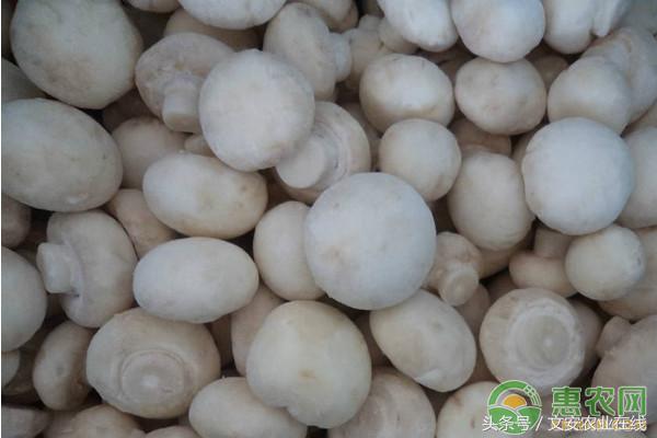 双孢菇的栽培配方,双孢菇高效栽培技术视频教程