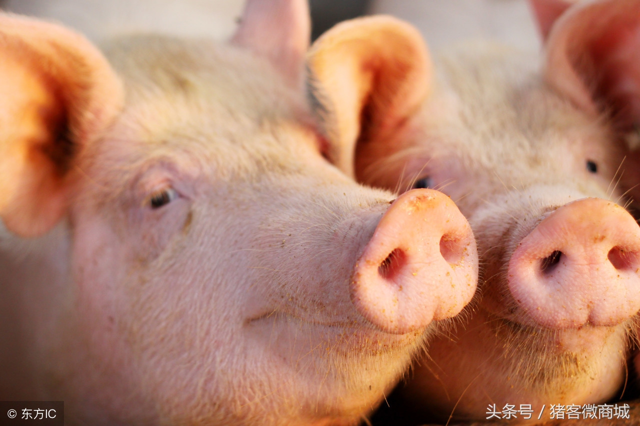 猪胃出血怎么治效果最好,赵辉养猪全集视频