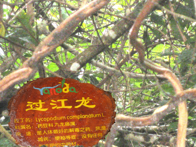 过江龙中草药主治功能,过江龙中药有什么功效作用