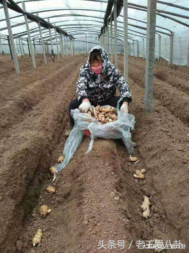农村贫困中年老妇女干农活,农村的妇女干活