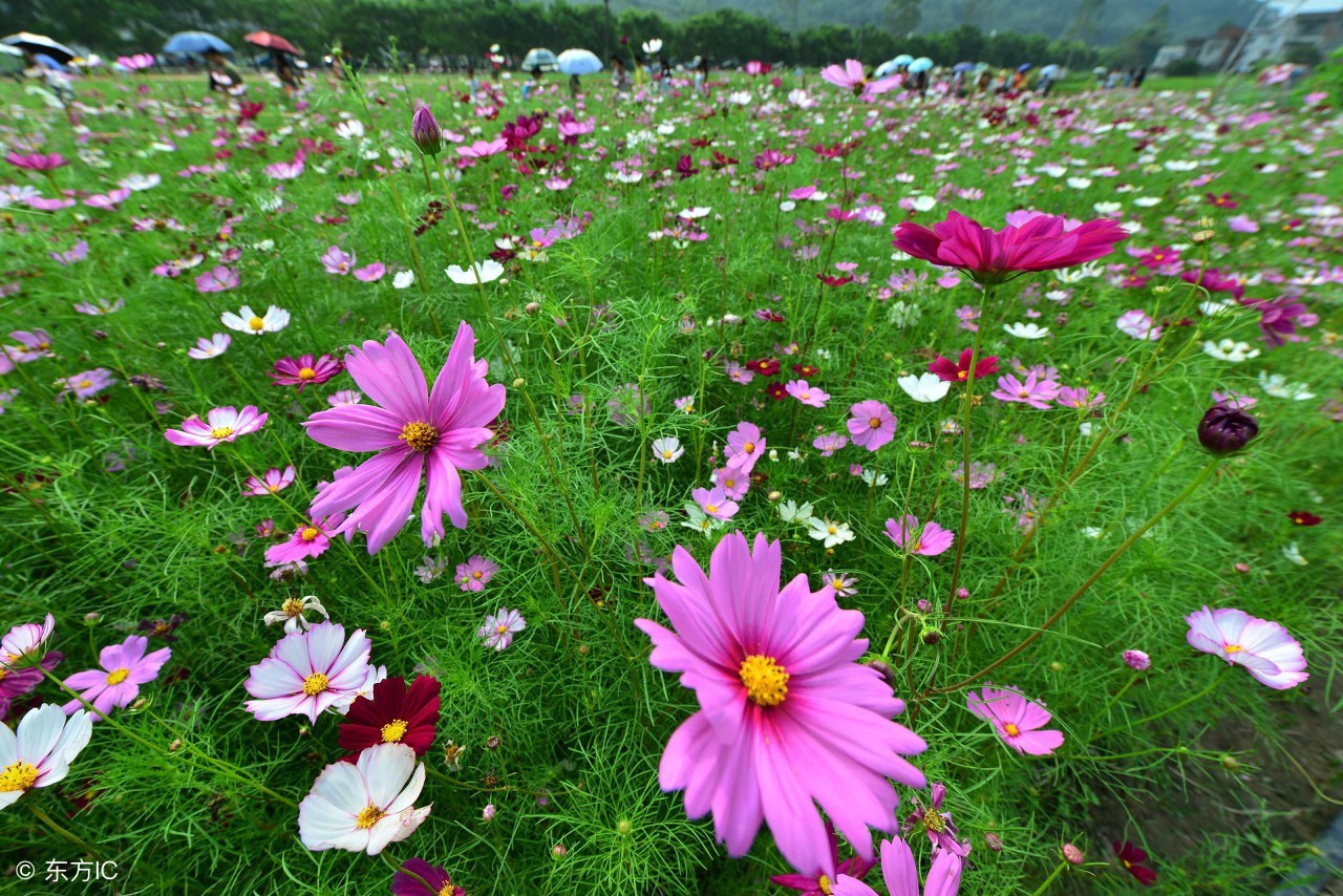 鼻塞一直打喷嚏是鼻炎还是鼻窦炎,鼻炎鼻塞流鼻涕打喷嚏用喷剂好吗