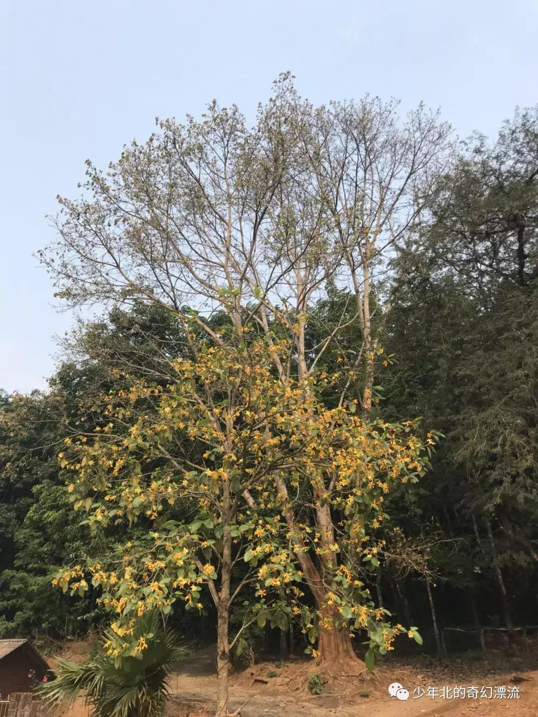 西双版纳最新傣族泼水节,体验云南西双版纳泼水节