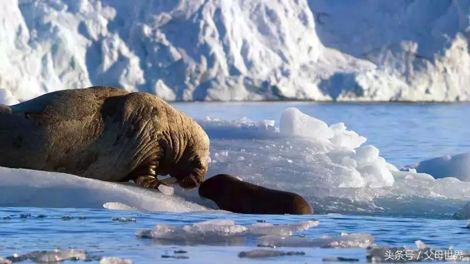 世界地球日，最适合孩子看的18部自然纪录片，趁周末，带娃看起来