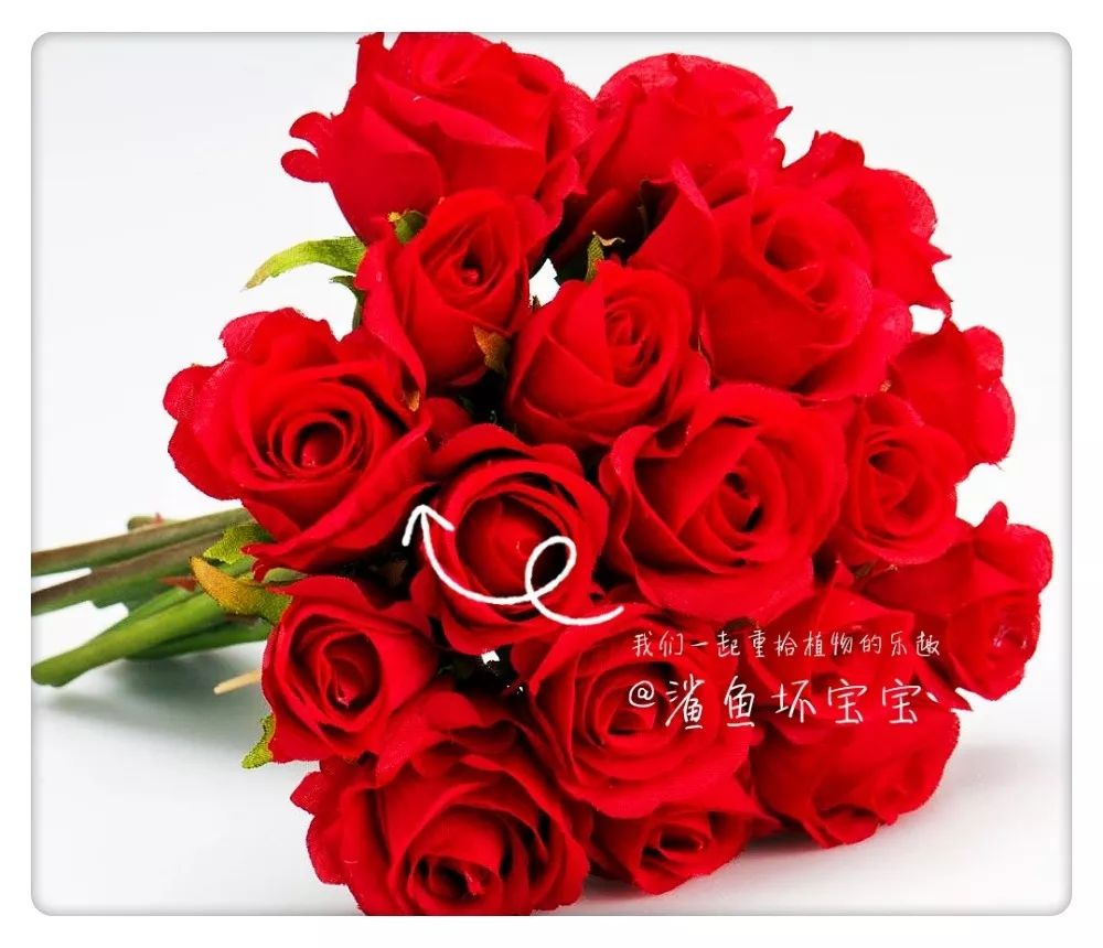 植物世界已发现了多少种植物,植物世界奇花异草