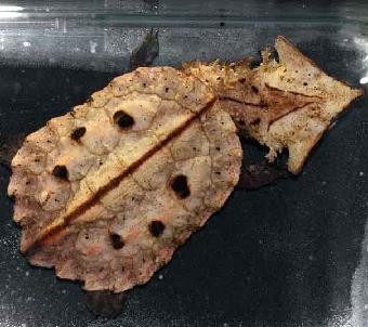 养龟的种类及图片,龟种类哪个好养