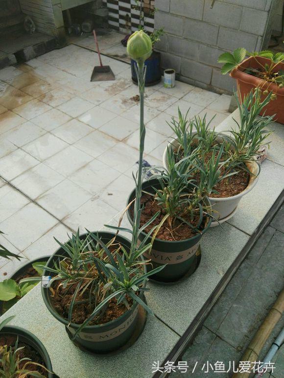 花农教你种月季,花农养花秘诀