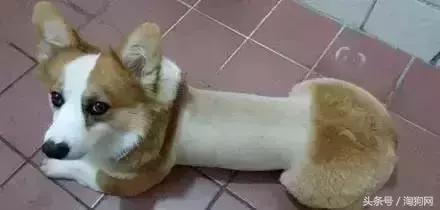 如何让金毛成为拉布拉多,金毛变装霸气视频