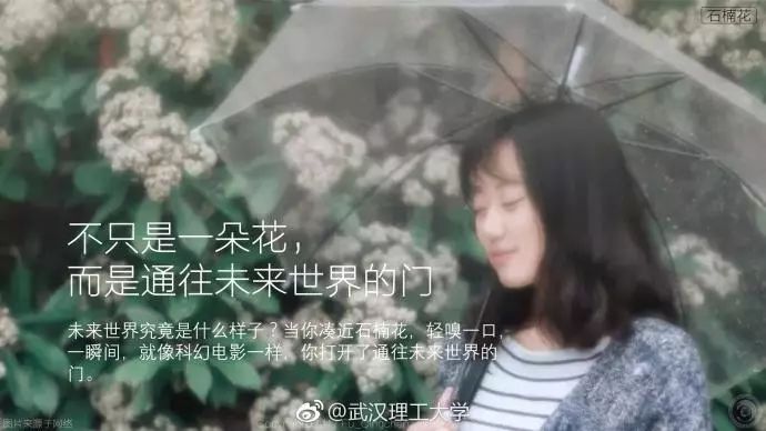 大学校园里面的石楠花,复旦石楠花
