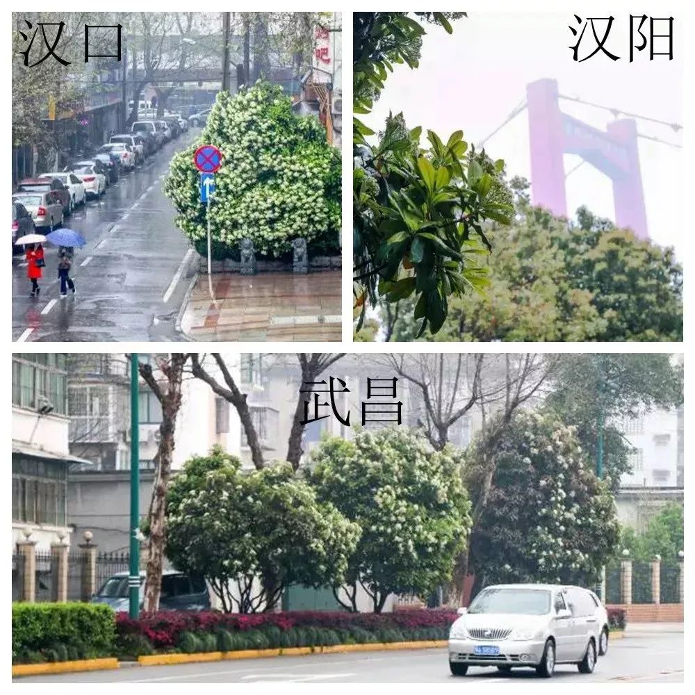 大学校园里面的石楠花,复旦石楠花