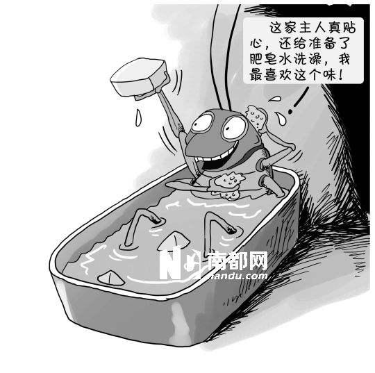 找蟑螂小妙招,捕捉蟑螂小窍门有哪些方法