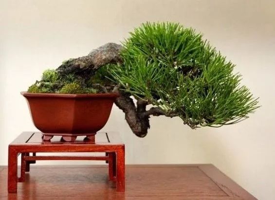 上海黑松微型盆景 (黑松微型盆景日本黑松30公分价格)