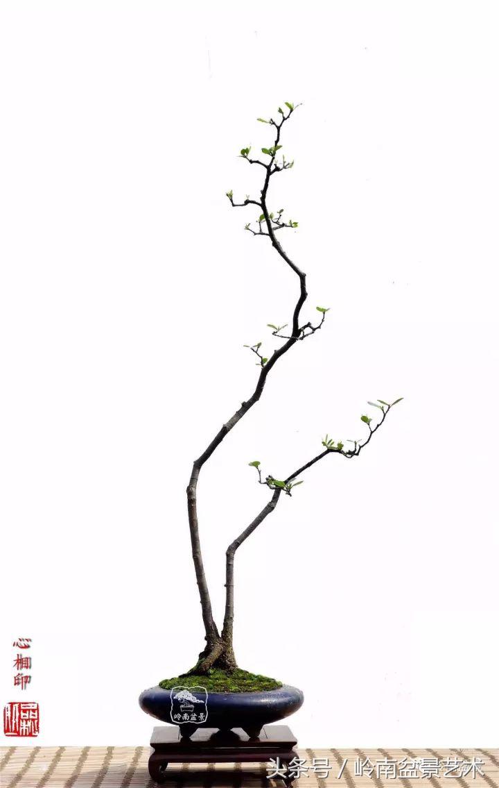 双杆罗汉松树盆景造型,双斜杆盆景