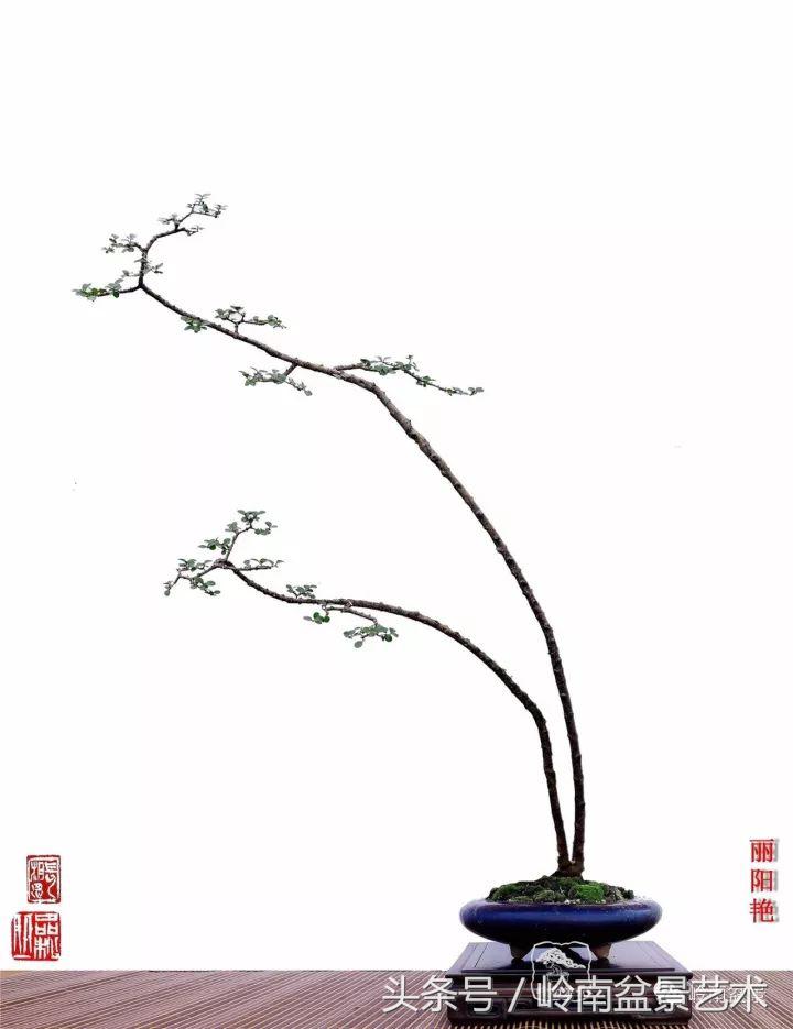 双杆罗汉松树盆景造型,双斜杆盆景