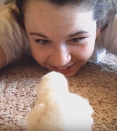 小鸡把女孩当妈妈，直接伸头进女孩嘴里找吃的