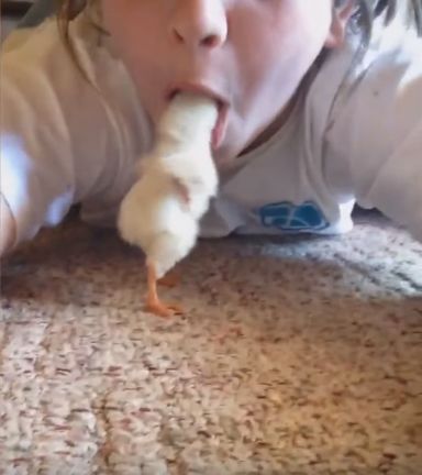 小鸡把女孩当妈妈，直接伸头进女孩嘴里找吃的