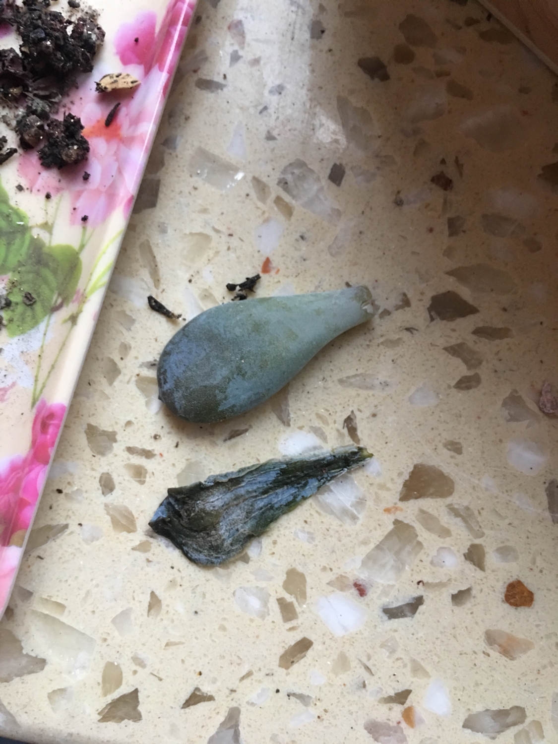 肉肉叶插苗怎么移盆,叶插苗出缀化概率