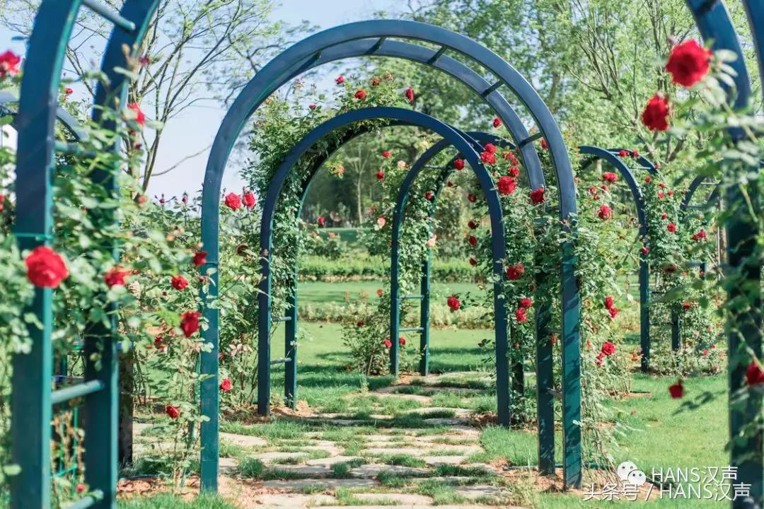 武汉街头藏着桂花香,武汉3800亩玫瑰花园