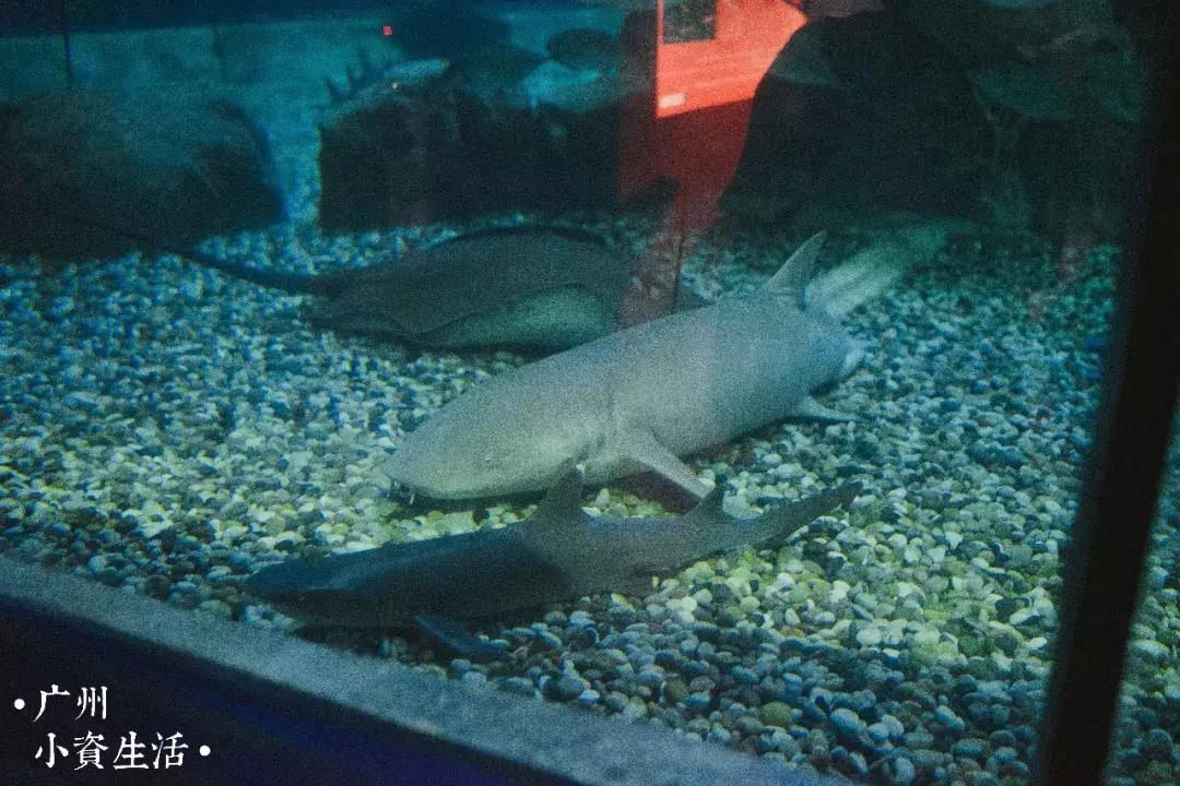 巴南海洋公园一日游攻略 (香港海洋公园游玩攻略)