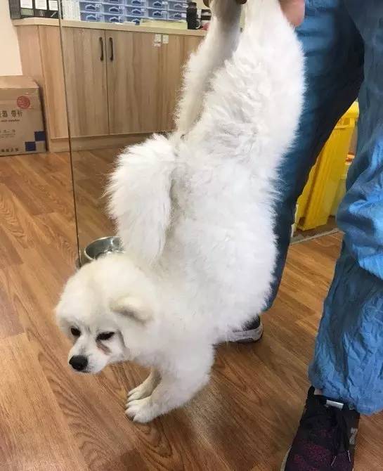 边牧误食玩具怎么办,边牧误食耳塞