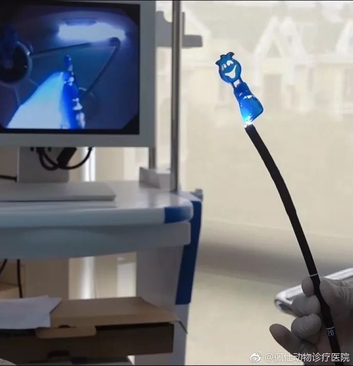 边牧误食了牙签会排出来吗,边牧误食玩具怎么办