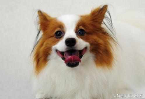 对主人最忠诚的狗小型犬,关于全世界十大名犬排行榜