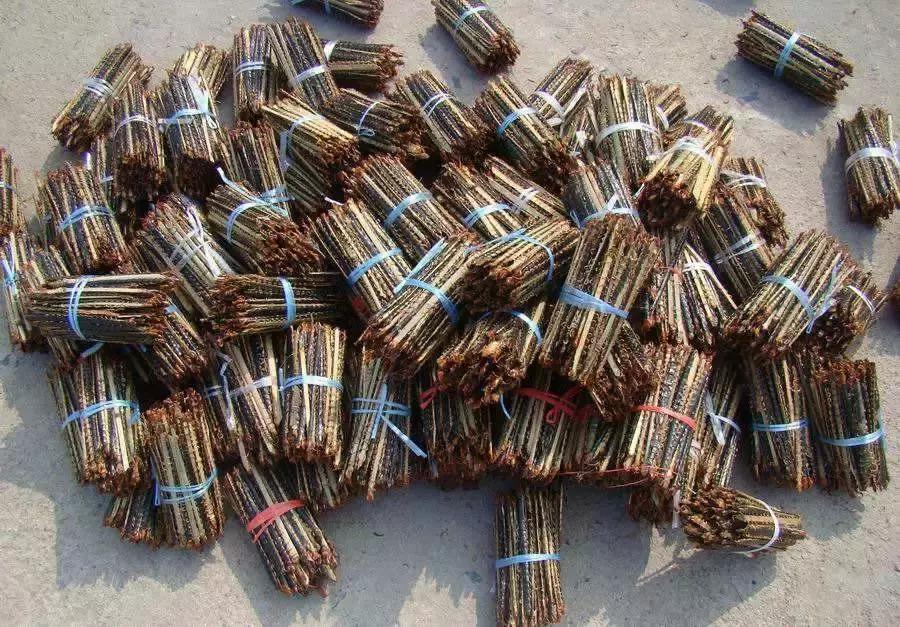 一晚能挣300元的产品,一晚能赚上万元红虫