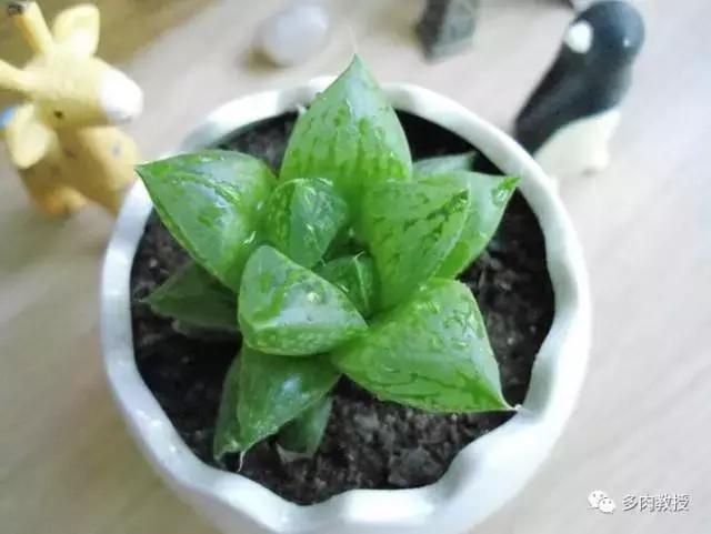 玉露为什么越养越黑,玉露养瘪了
