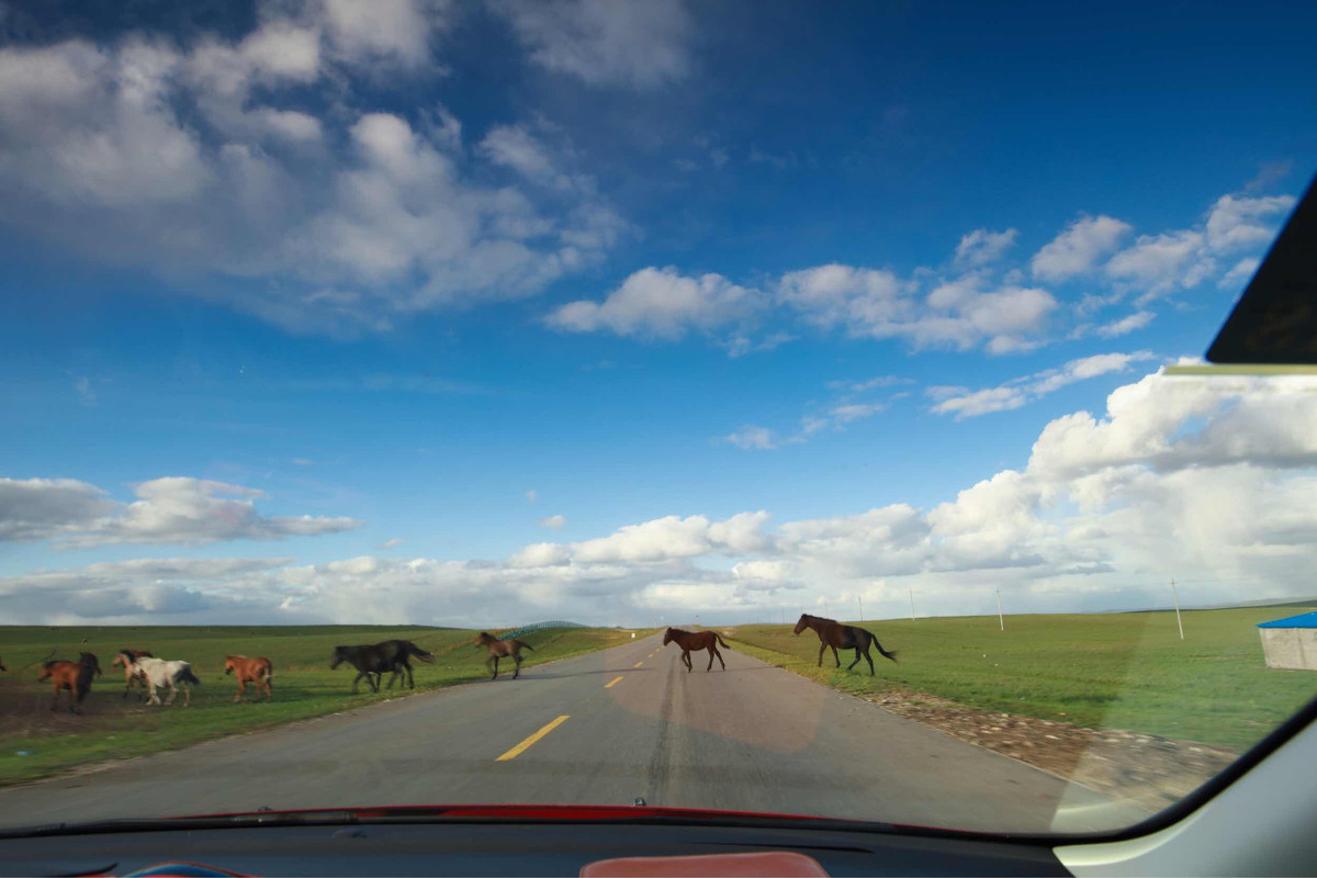 呼伦贝尔大草原中俄边界线风景区,呼伦贝尔大草原跟团游一日游