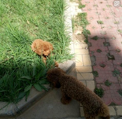泰迪挑食怎么养好,一岁多的泰迪不吃狗粮挑食怎么办