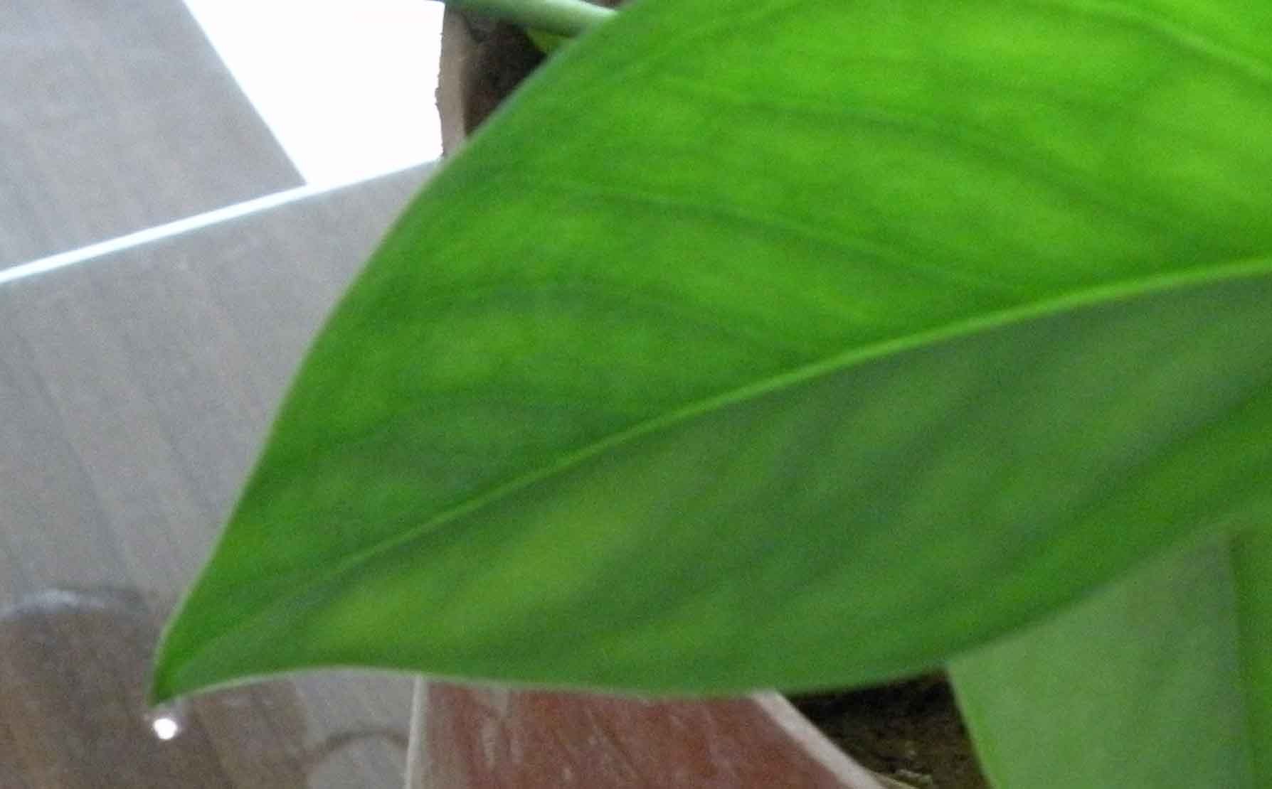 我的绿萝是不是生病了,绿萝吐水是什么原因引起的