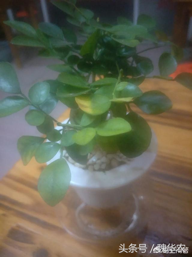 水培是最好的控养方法吗,水培花草的培养方法和注意事项