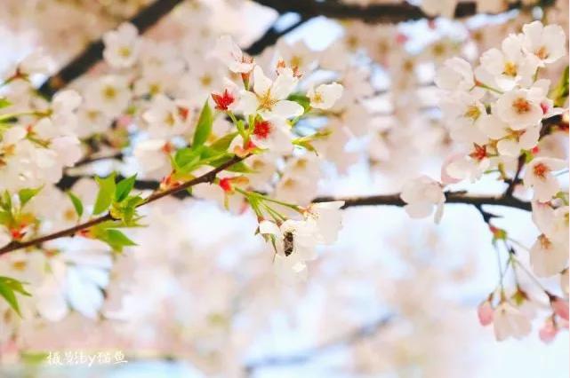 樱花装饰,樱花装饰墙壁