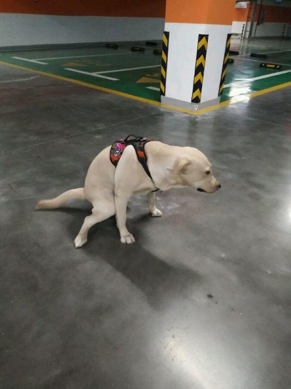 怎么告诉狗不用擦屁股,为什么狗子不用训也好乖